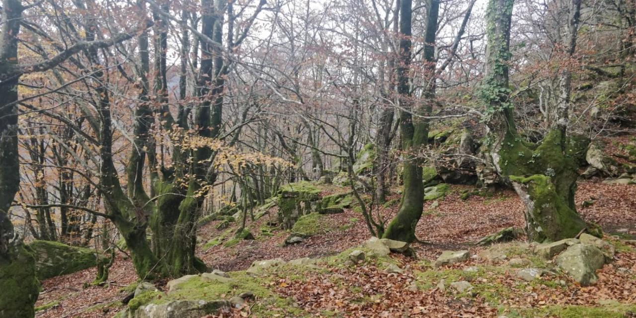 Gartzinea, Amplia Y Preciosa Vivienda Rural Leilighet Ezkurra Eksteriør bilde